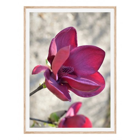Комплект постеров в рамках "Magnolia"