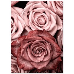 Постер "Троянда"