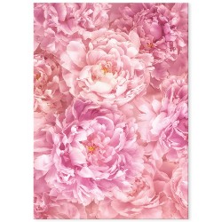 Постер "Пион"