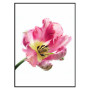 Постер "Tulip"