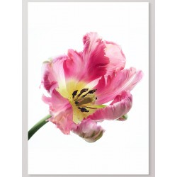 Постер "Tulip"