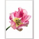 Постер "Tulip"