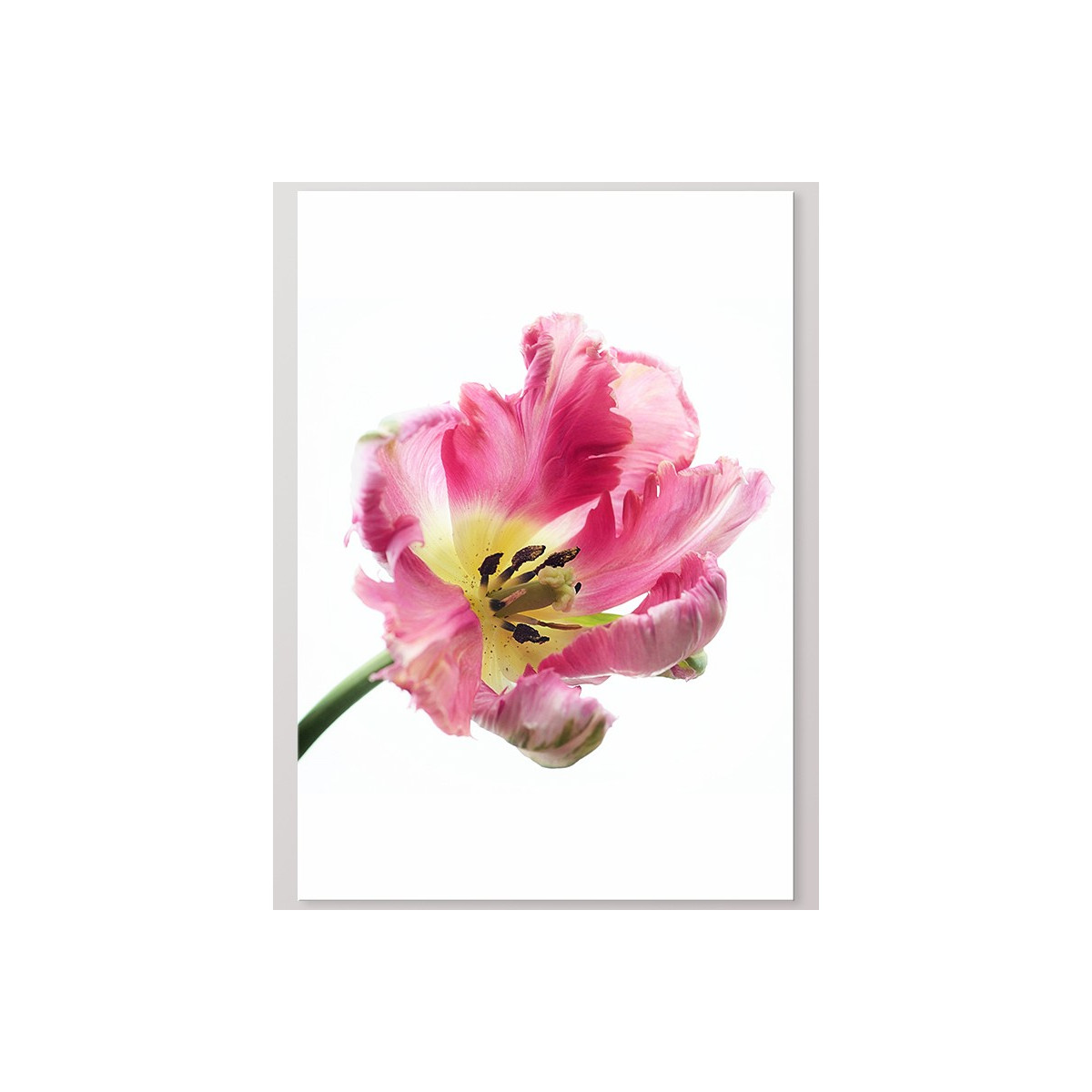 Постер "Tulip"