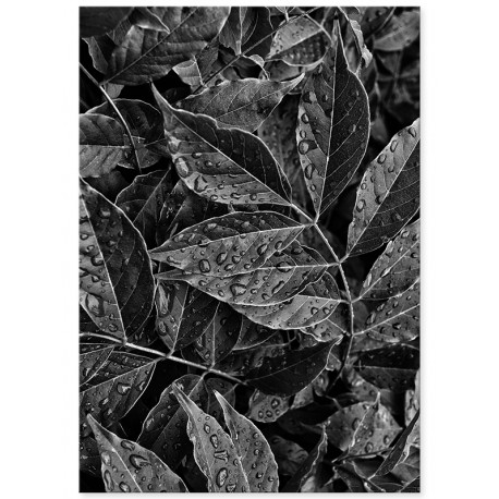 Постер "Leaf"