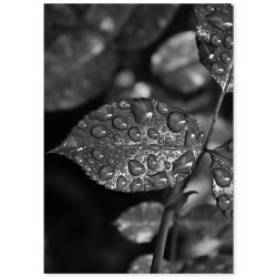 Комплект постеров "После дождя"