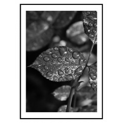 Комплект постеров в рамках "После дождя"