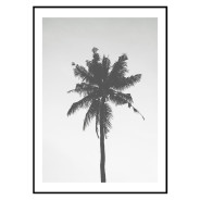Постер "Palm"
