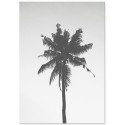 Постер "Palm"