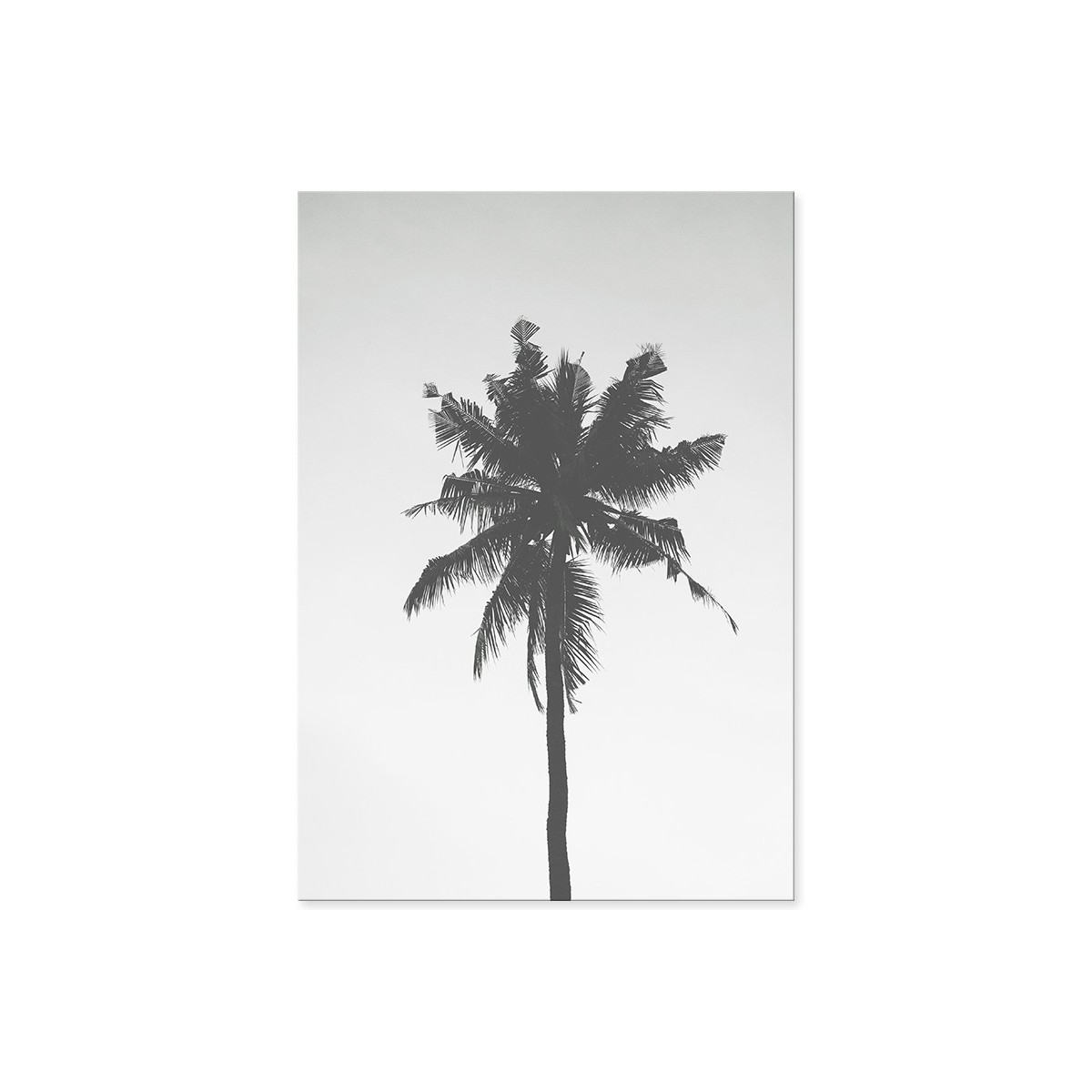 Постер "Palm"