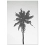 Постер "Palm"