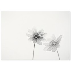 Комплект постеров "White Art"