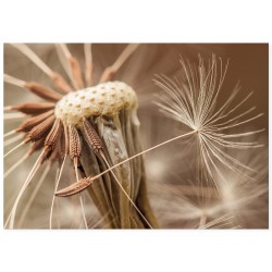 Постер "Одуванчик"