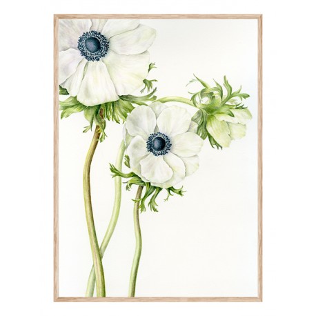 Постер "Anemone Flower Art"