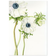 Постер "Anemone Flower Art"