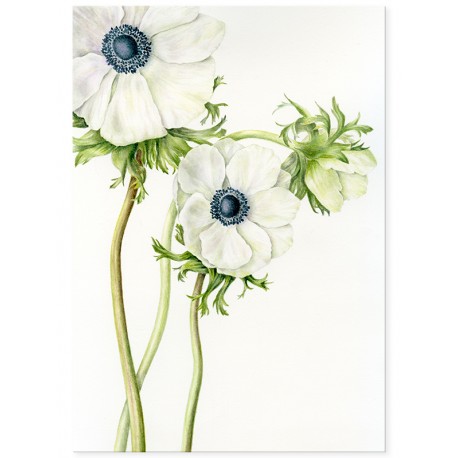 Постер "Anemone Flower Art"