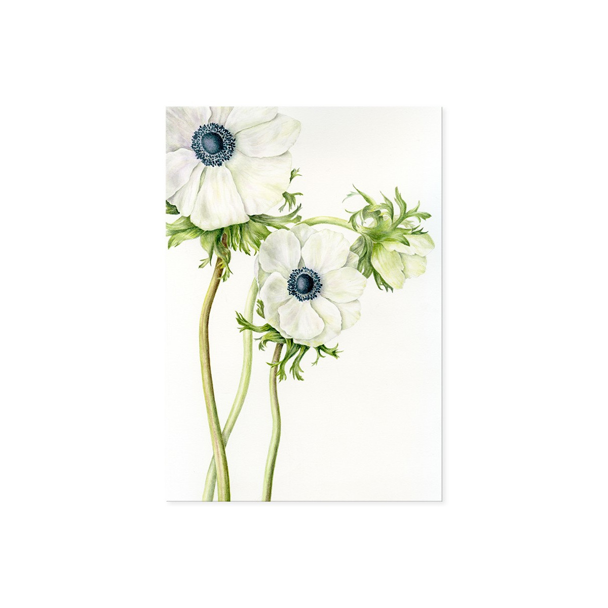 Постер "Anemone Flower Art"
