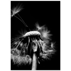 Комплект постерів "Dandelion"