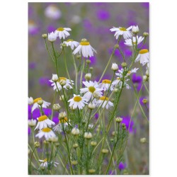 Комплект постеров "Floral"