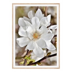 Постер "Магнолія"