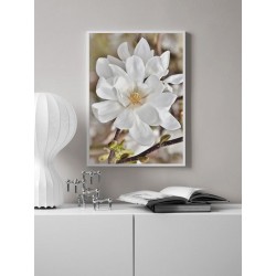 Постер "Магнолія"