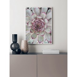 Постер "Echeveria"