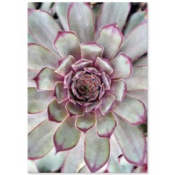 Постер "Echeveria"