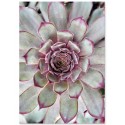 Постер "Echeveria"