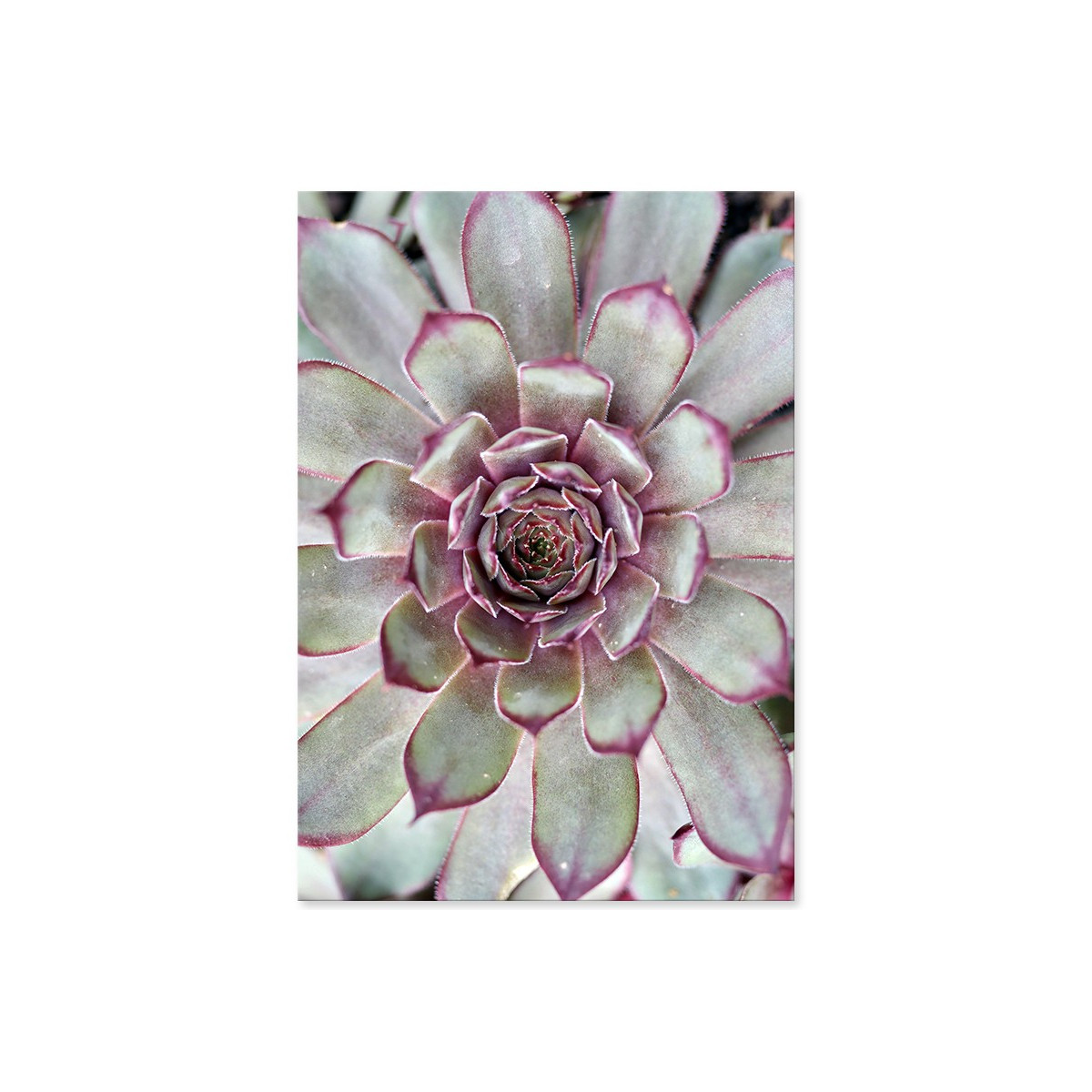 Постер "Echeveria"