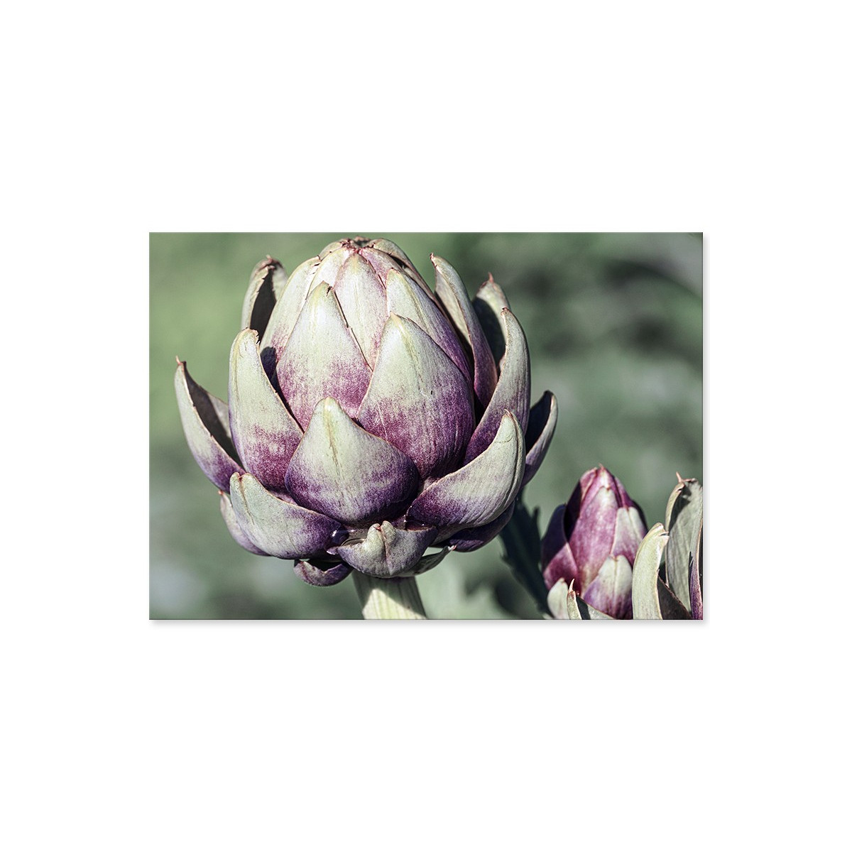 Постер "Artichoke"
