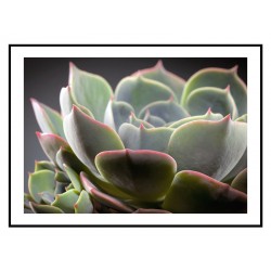 Постер "Echeveria lilacina"