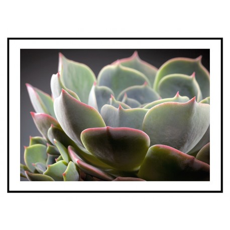 Постер "Echeveria lilacina"