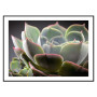Постер "Echeveria lilacina"