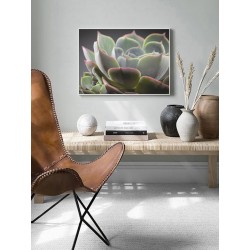 Постер "Echeveria lilacina"