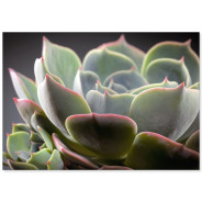 Постер "Echeveria lilacina"
