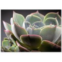 Постер "Echeveria lilacina"