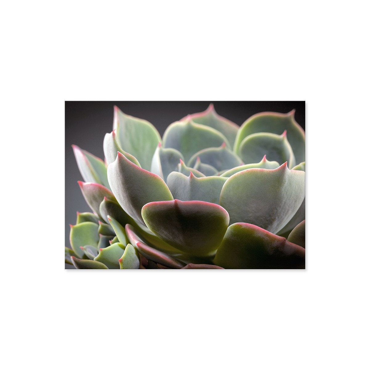 Постер "Echeveria lilacina"