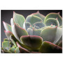 Постер "Echeveria lilacina"