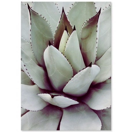 Постер "Aloe"