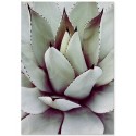 Постер "Aloe"
