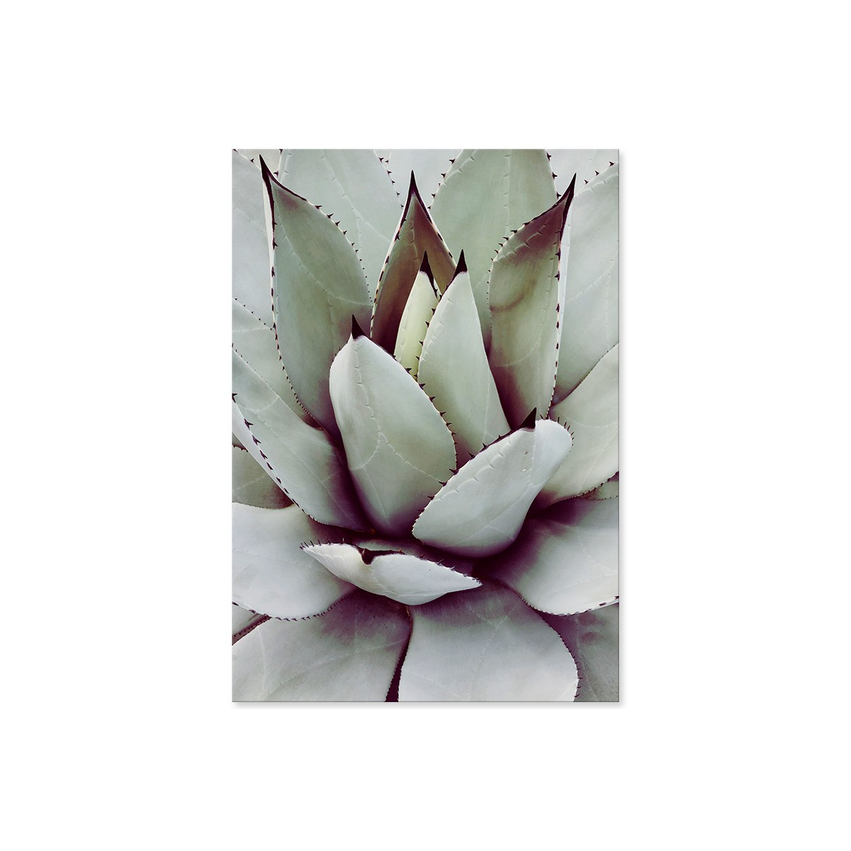 Постер "Aloe"