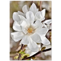 Комплект постеров "Русалочка"