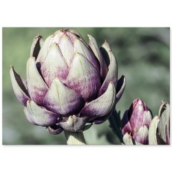 Комплект постеров "Tropical"