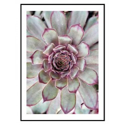 Комплект постерів в рамках "Tropical"