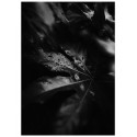 Постер "Leaf"