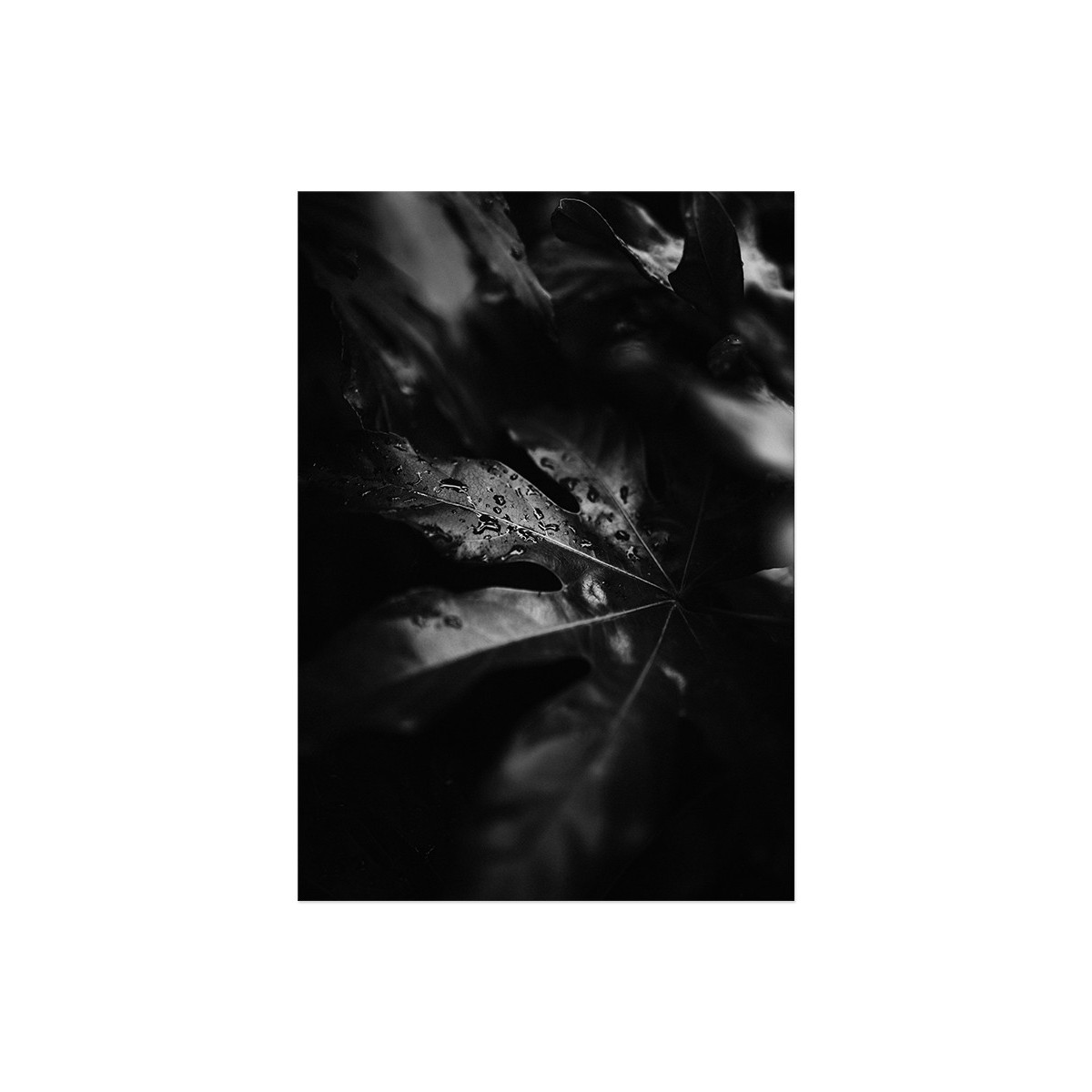 Постер "Leaf"