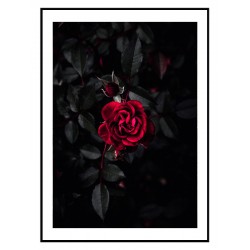 Постер "Червона троянда"