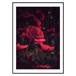 Постер "Красный мак"