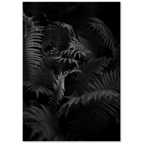 Комплект постеров "Fern and rose"