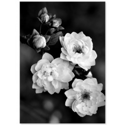 Комплект постеров "Fern and rose"