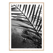 Постер "Palm leaves"